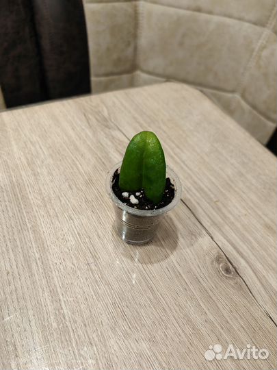 Комнатные цветы Разные Обновлен 13/10