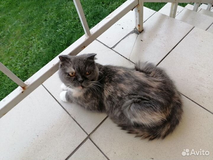Самые красивые котята