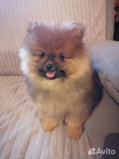 Щенки шпица