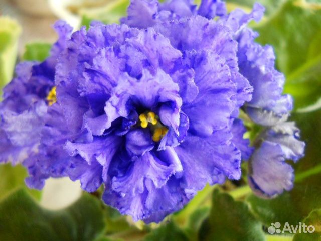 Фиалки сортовые