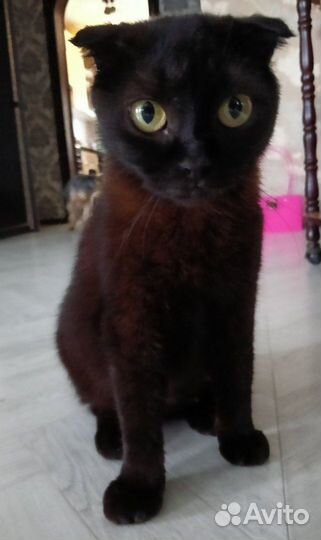 Британская