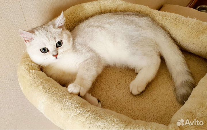 Британская серебристая шиншилла