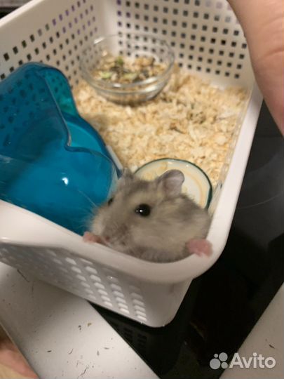 Джунгарский хомяк девочка