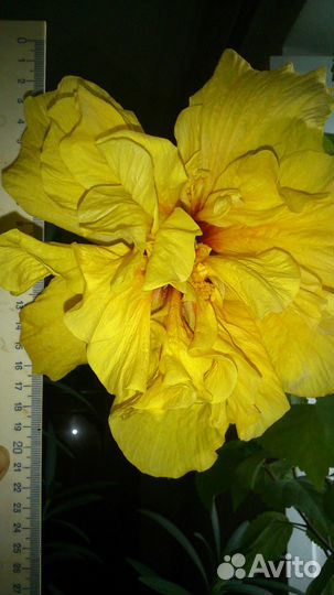 Гибискус/роза китайская