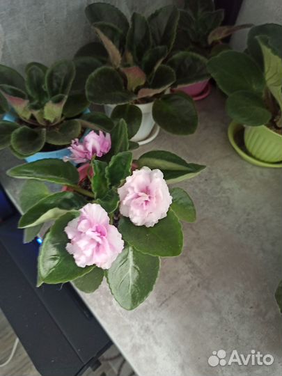 Фиалки цветущие в красивом горшке