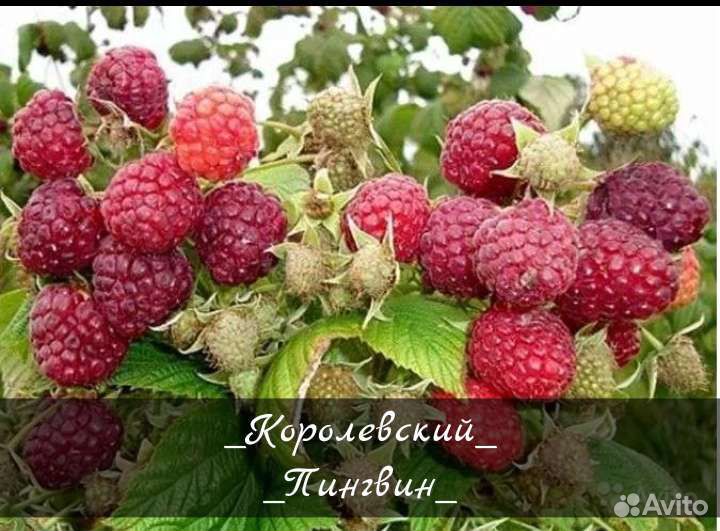 Саженцы Малины