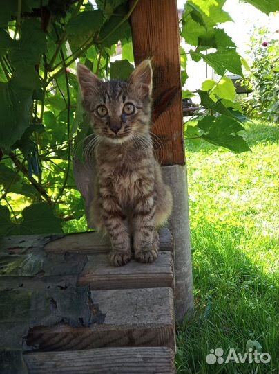 Котенок мальчик 4 мес