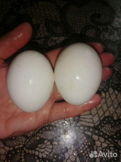 Куры несушки