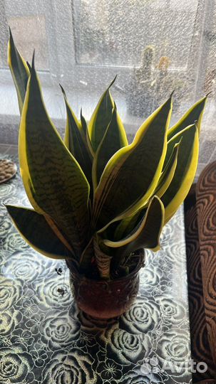 Сансевиерия