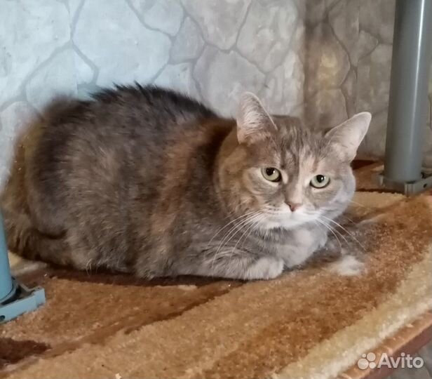 Пушинка в любящие руки