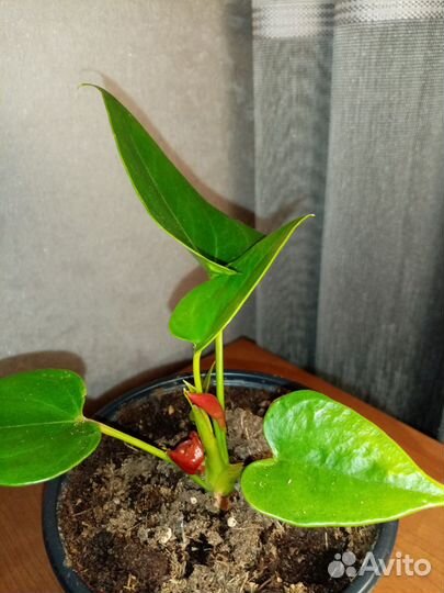 Антуриум с бутонами