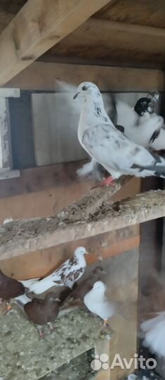 Николаевские голуби