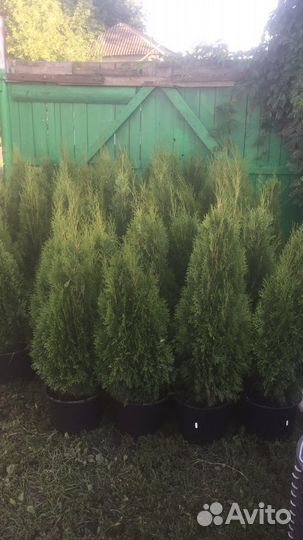 Туя Смарагд