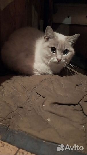 Невская маскарадная в добрые руки