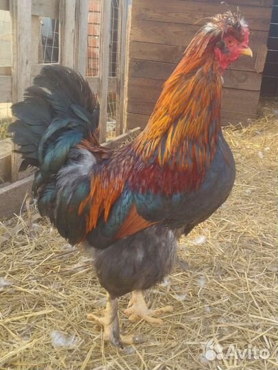 Петухи