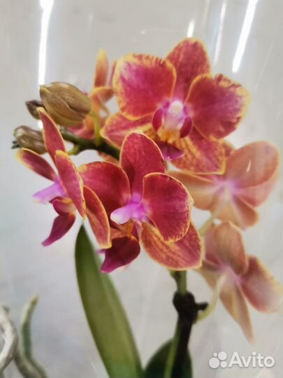 Цветущие орхидеи Монако, Violet Queen, Намора и др