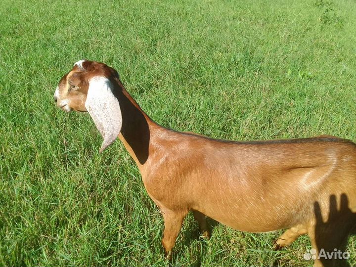 Нубийские козлята