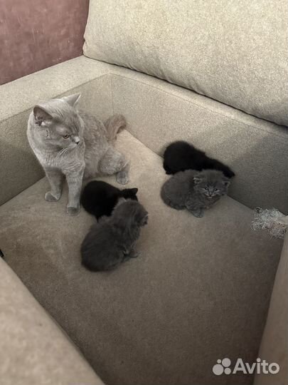 Британские котята