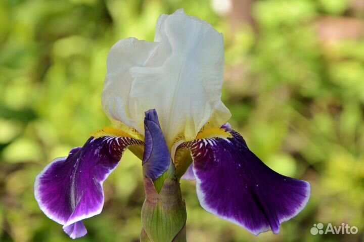 Ирисы сортовые высокие и карлики