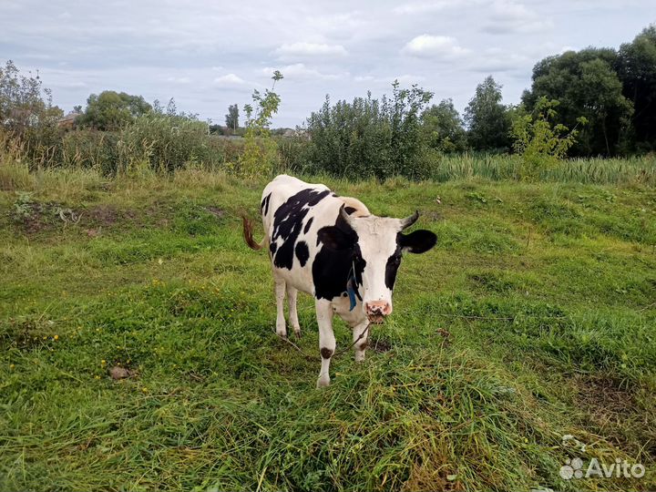 Телка стельная