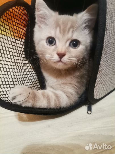 Шотландские котята