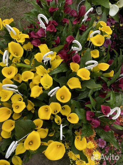 Цветы калла