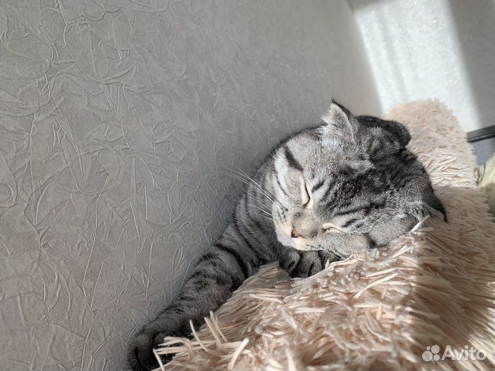 Британский вислоухий
