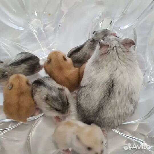 Джунгарские хомячки разных окрасов
