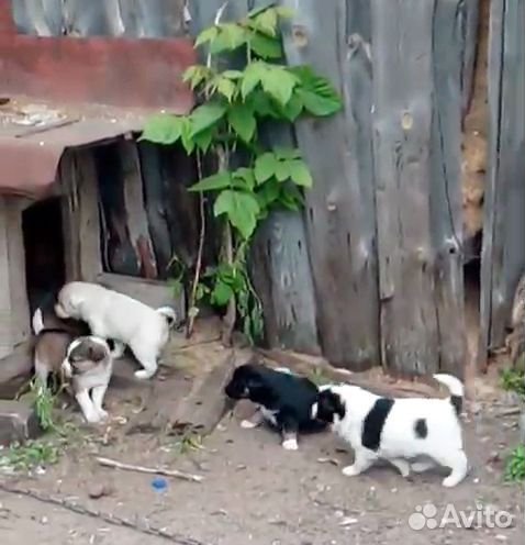Щенок в хорошие руки