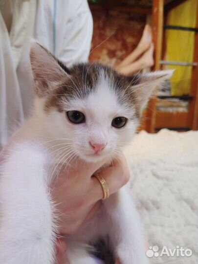 Катенок
