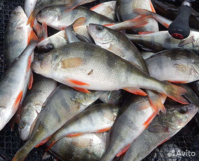Свежая речная рыба