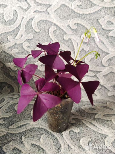 Кислица оксалис