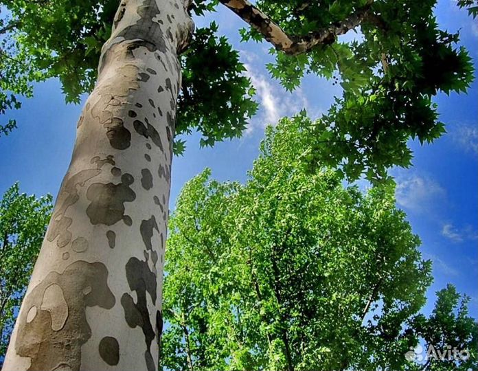 Продаю семена деревьев опт / розница