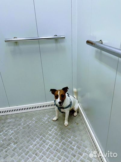 Собака для вязки