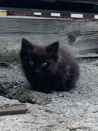 Бездомные котята ищут дом