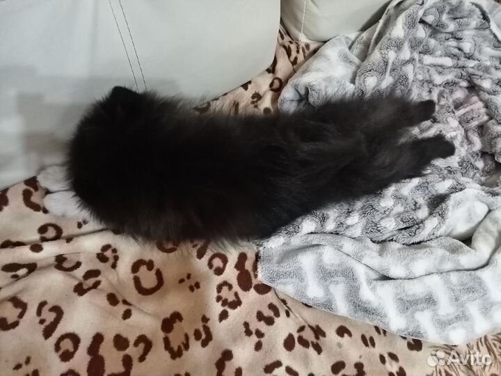 Померанский шпиц