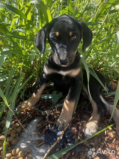 Щенок в добрые руки