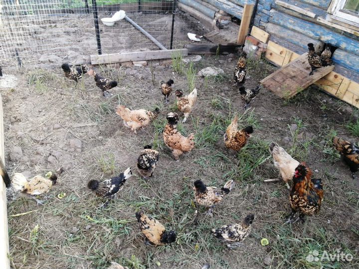 Павловские золото