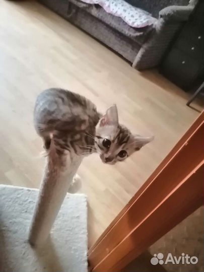 Бенгальский котенок, мальчик