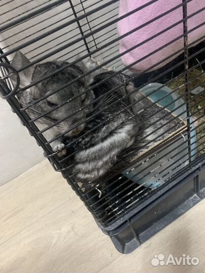 Продам двух шиншилл