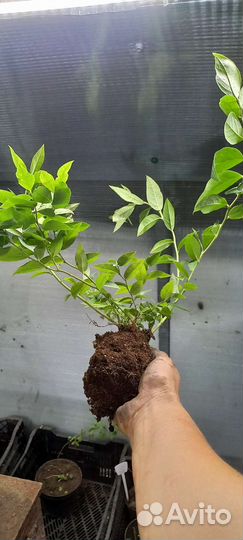 Саженцы Голубики окс и зкс