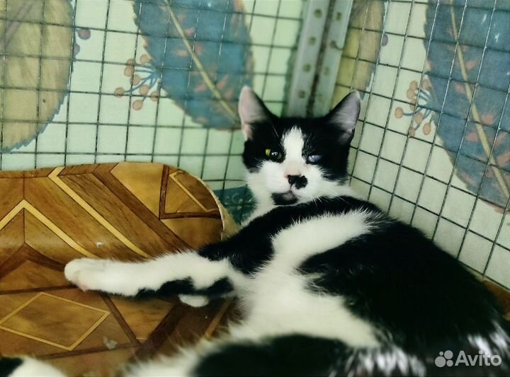 Кошечка Бэль