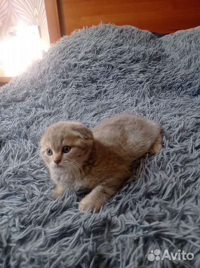 Шотландская вислоухая кошка