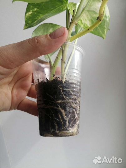 Сциндапсус / Эпипремнум