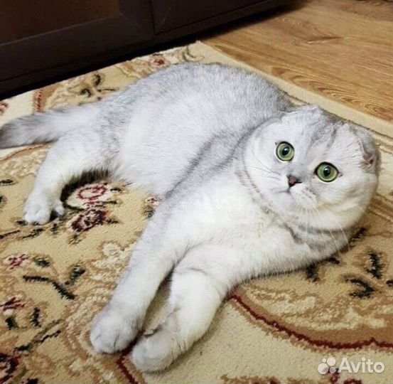Шотландский кот вязка