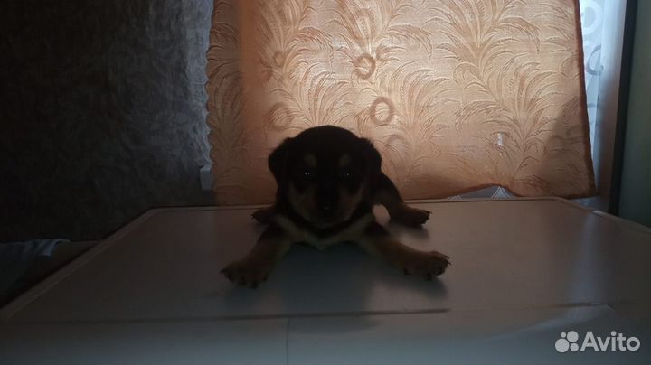 Щенки той - терьер