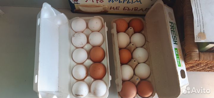 Домашние куриные яйца