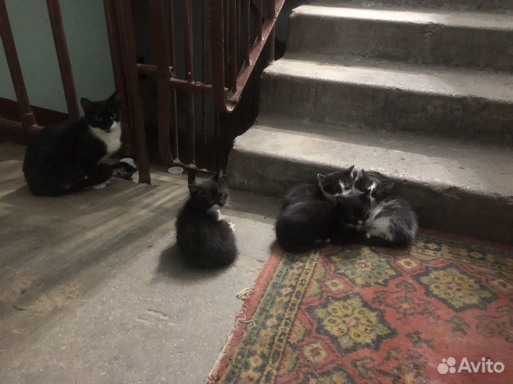 Котята отданы,мама ищет дом