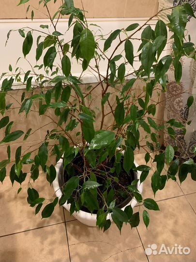 Фикус бенджамина большой