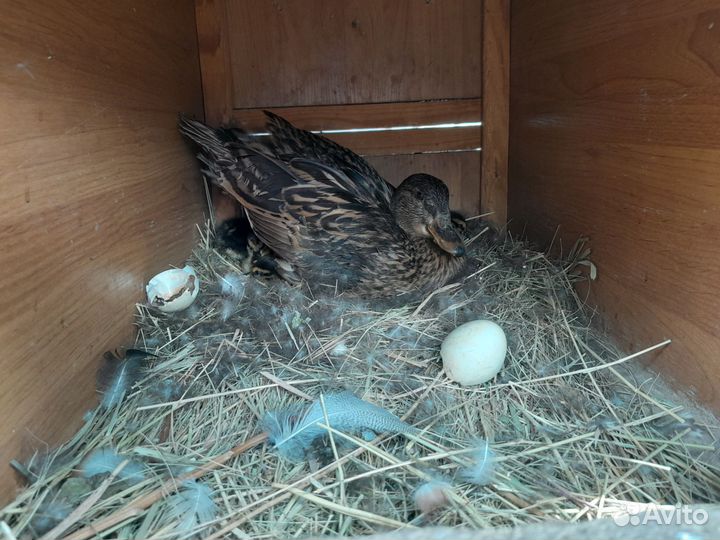 Подсадные утки